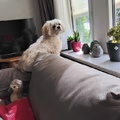 honden foto 
