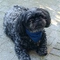 honden foto 