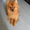 honden foto 