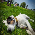 honden foto 