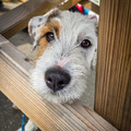 honden foto 