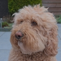 honden foto 