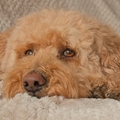 honden foto 