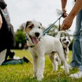 honden foto 
