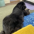 honden foto 