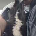 honden foto 