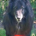 honden foto 
