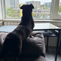 honden foto 