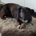 honden foto 