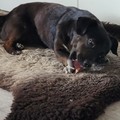 honden foto 