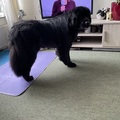 honden foto 