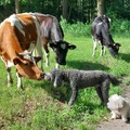honden foto 