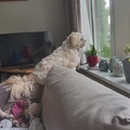 honden foto 