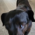 honden foto 