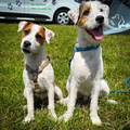 honden foto 