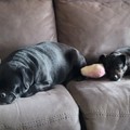 honden foto 