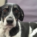 honden foto 