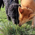 honden foto 
