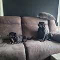 honden foto 