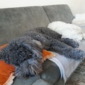 honden foto 