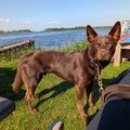 honden foto 