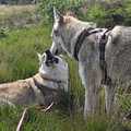 honden foto 