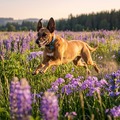 honden foto 