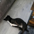 honden foto 