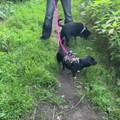 honden foto 