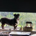 honden foto 