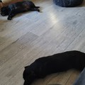 honden foto 