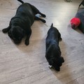 honden foto 