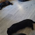 honden foto 