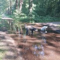 honden foto 
