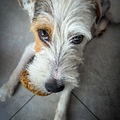 honden foto 