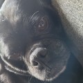 honden foto 