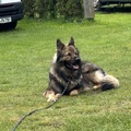 honden foto 