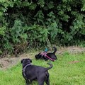 honden foto 