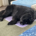 honden foto 