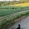 honden foto 
