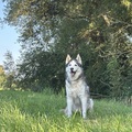 honden foto 