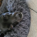 honden foto 