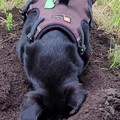 honden foto 