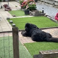 honden foto 