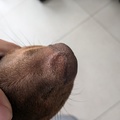honden foto 