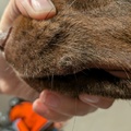 honden foto 
