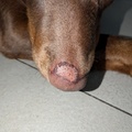 honden foto 