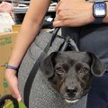 honden foto 