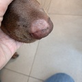 honden foto 