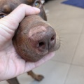 honden foto 